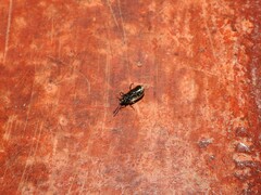 Microtheca ochroloma