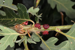 Disholcaspis mellifica