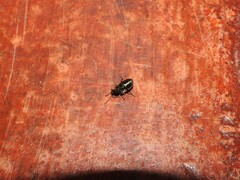 Microtheca ochroloma