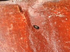 Microtheca ochroloma