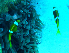 Amphiprion bicinctus