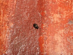 Microtheca ochroloma