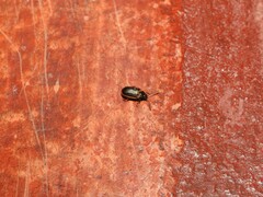 Microtheca ochroloma