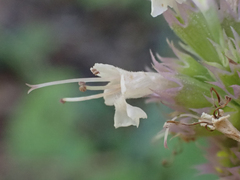 Agastache urticifolia