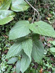 Viburnum setigerum
