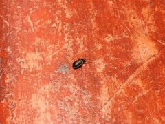 Microtheca ochroloma