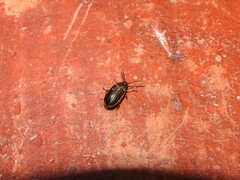 Microtheca ochroloma