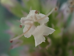 Agastache urticifolia