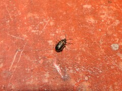 Microtheca ochroloma