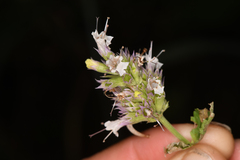 Agastache urticifolia