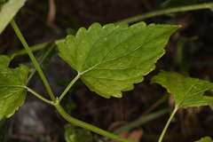 Agastache urticifolia