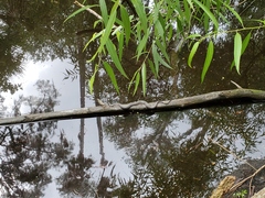 Nerodia fasciata pictiventris