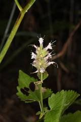 Agastache urticifolia