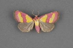 Phoenicophanta bicolor