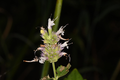 Agastache urticifolia