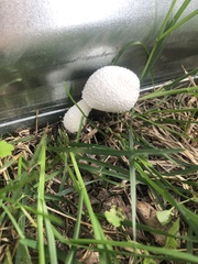 Leucocoprinus cretaceus