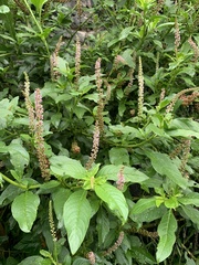 Phytolacca icosandra