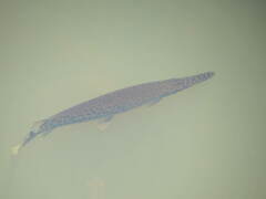 Lepisosteus platyrhincus