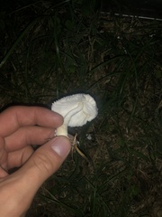 Leucocoprinus cretaceus