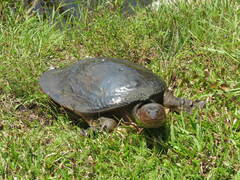 Apalone ferox