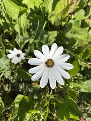 Dimorphotheca pluvialis