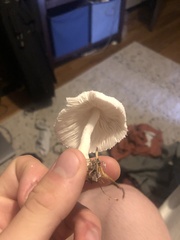 Leucocoprinus cretaceus