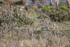Gliciphila melanops