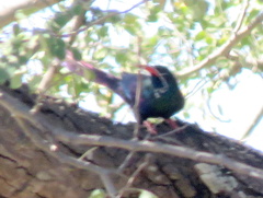 Phoeniculus purpureus angolensis