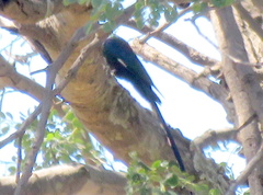 Phoeniculus purpureus angolensis