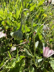 Dimorphotheca pluvialis