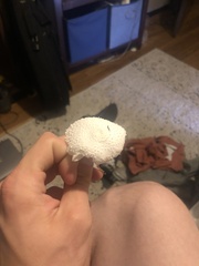 Leucocoprinus cretaceus