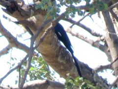 Phoeniculus purpureus angolensis