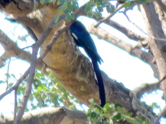 Phoeniculus purpureus angolensis