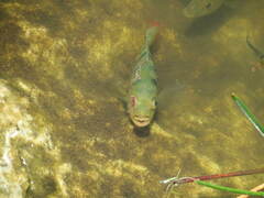 Mayaheros urophthalmus