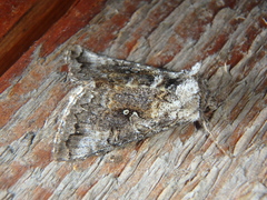 Syngrapha interrogationis