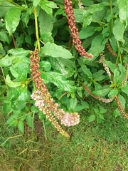 Phytolacca