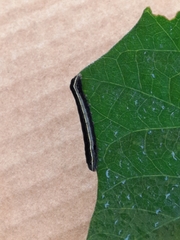 Spodoptera ornithogalli