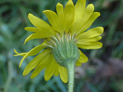 Kyhosia bolanderi