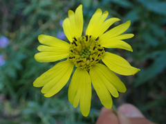 Kyhosia bolanderi