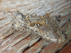 Syngrapha interrogationis