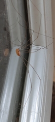 Leiobunum aldrichi