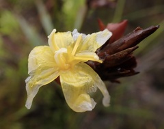 Bobartia macrospatha