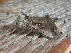 Syngrapha interrogationis