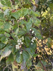 Cornus drummondii
