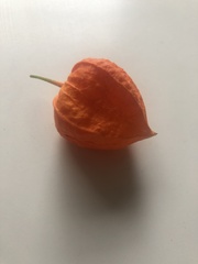 Alkekengi officinarum