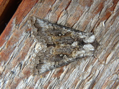 Syngrapha interrogationis