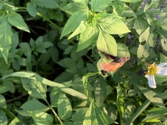 Macroglossum pyrrhosticta