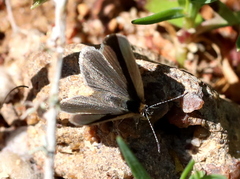 Zizeeria knysna