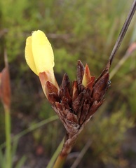 Bobartia macrospatha