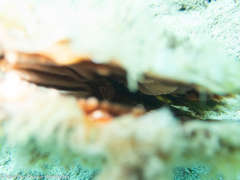 Pontonia pinnophylax